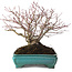 Acer palmatum, 25 cm, ± 30 años, con un nebari de 15 cm