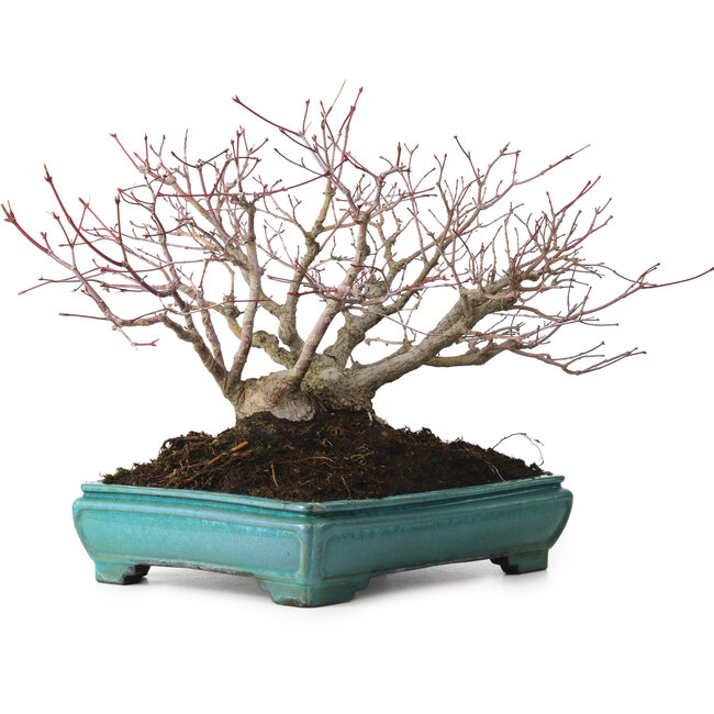 Acer palmatum, 25 cm, ± 30 anni, con nebari di 15 cm
