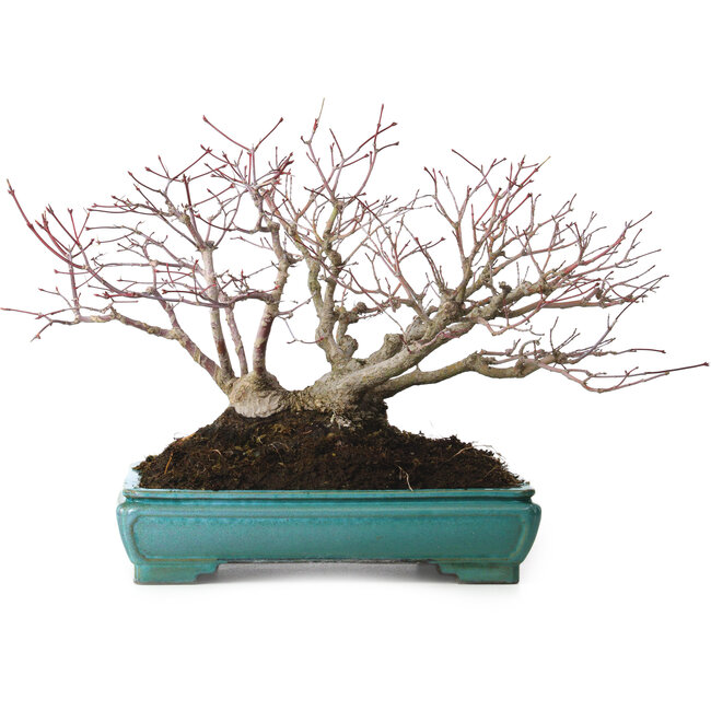 Acer palmatum, 25 cm, ± 30 jaar oud, met een nebari van 15 cm