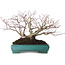 Acer palmatum, 25 cm, ± 30 years old, with a nebari of 15 cm