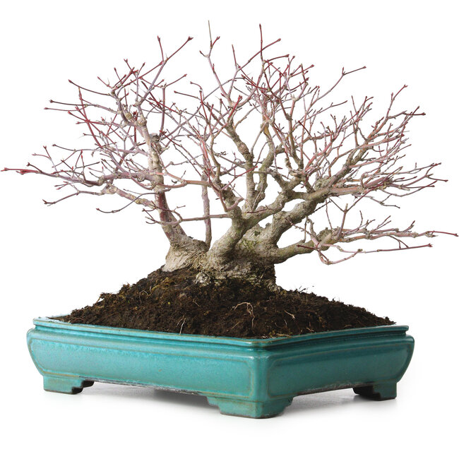 Acer palmatum, 25 cm, ± 30 jaar oud, met een nebari van 15 cm