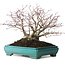Acer palmatum, 25 cm, ± 30 años, con un nebari de 15 cm