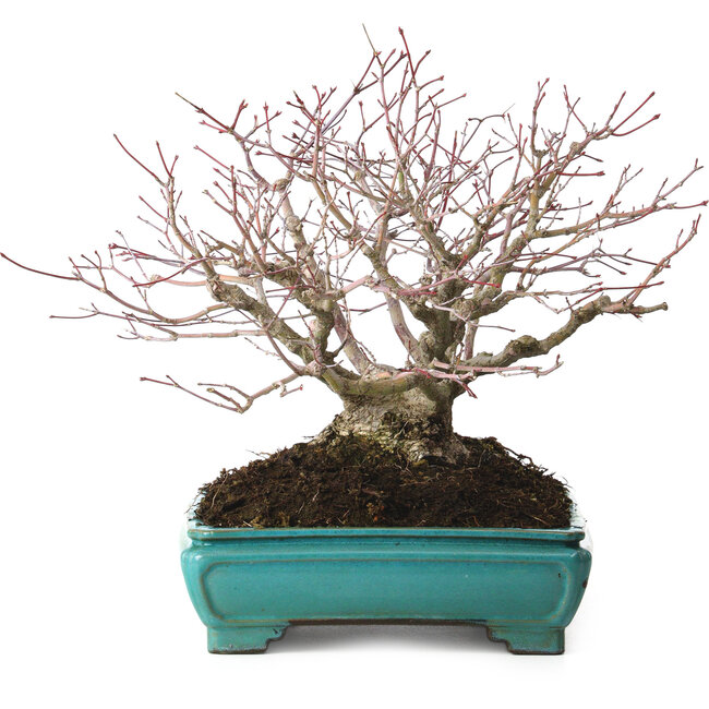 Acer palmatum, 25 cm, ± 30 ans, avec un nebari de 15 cm