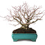 Acer palmatum, 25 cm, ± 30 years old, with a nebari of 15 cm