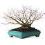 Acer palmatum, 25 cm, ± 30 jaar oud, met een nebari van 15 cm