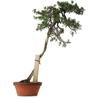 Juniperus chinensis Itoigawa yamadori, 88 cm, ± 40 años de edad