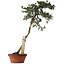 Juniperus chinensis Itoigawa yamadori, 88 cm, ± 40 years old, with a nebari of 9 cm