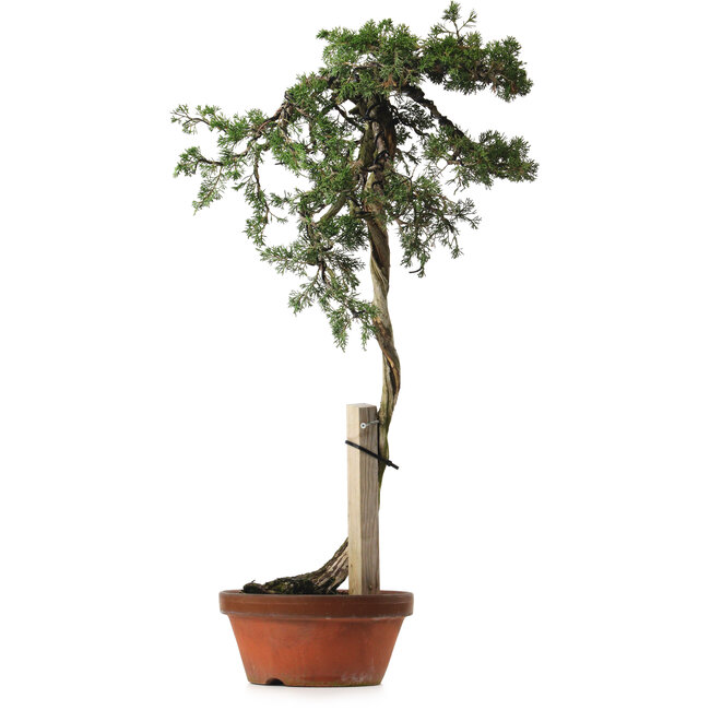 Juniperus chinensis Itoigawa yamadori, 88 cm, ± 40 anni, con un nebari di 9 cm
