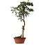 Juniperus chinensis Itoigawa yamadori, 88 cm, ± 40 años de edad, con un nebari de 9 cm.
