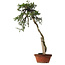 Juniperus chinensis Itoigawa yamadori, 88 cm, ± 40 años de edad, con un nebari de 9 cm.