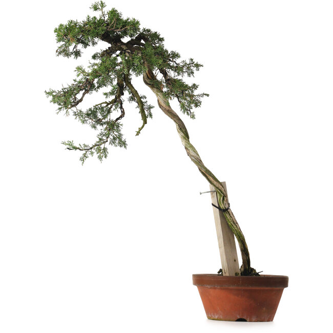 Juniperus chinensis Itoigawa yamadori, 88 cm, ± 40 jaar oud, met een nebari van 9 cm