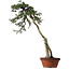 Juniperus chinensis Itoigawa yamadori, 88 cm, ± 40 years old, with a nebari of 9 cm