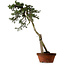 Juniperus chinensis Itoigawa yamadori, 88 cm, ± 40 Jahre alt, mit einem Wurzelhals von 9 cm