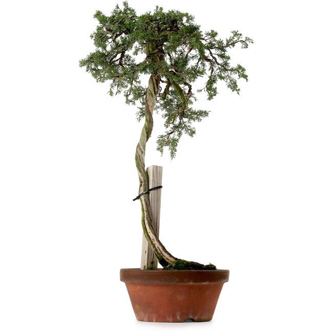 Juniperus chinensis Itoigawa yamadori, 88 cm, ± 40 años de edad, con un nebari de 9 cm.