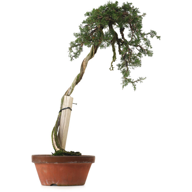 Juniperus chinensis Itoigawa yamadori, 88 cm, ± 40 anni, con un nebari di 9 cm