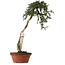Juniperus chinensis Itoigawa yamadori, 88 cm, ± 40 years old, with a nebari of 9 cm