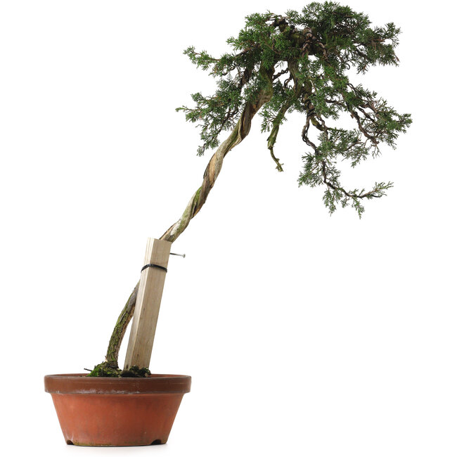 Juniperus chinensis Itoigawa yamadori, 88 cm, ± 40 anni, con un nebari di 9 cm