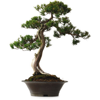 Taxus cuspidata Yamadori, 67 cm, ± 80 ans
