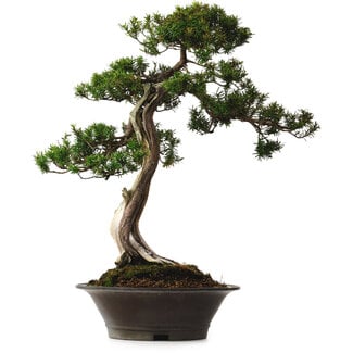 Taxus cuspidata Yamadori, 67 cm, ± 80 jaar oud