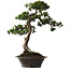Taxus cuspidata Yamadori, 67 cm, environ 80 ans, avec un nebari de 14 cm, dans un pot dont le bord est ébréché.