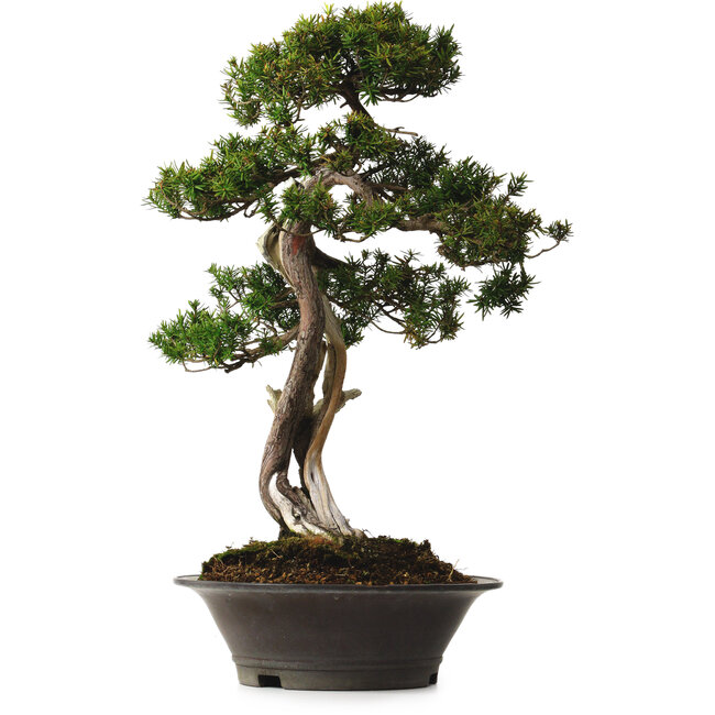 Taxus cuspidata Yamadori, 67 cm, ± 80 anni, con nebari di 14 cm, in vaso con una scheggiatura sul bordo