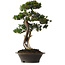 Taxus cuspidata Yamadori, 67 cm, ± 80 años, con un nebari de 14 cm, en una maceta con un desconchón en el borde.