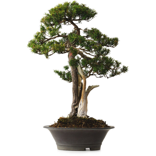 Taxus cuspidata Yamadori, 67 cm, ± 80 años, con un nebari de 14 cm, en una maceta con un desconchón en el borde.