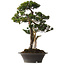 Taxus cuspidata Yamadori, 67 cm, environ 80 ans, avec un nebari de 14 cm, dans un pot dont le bord est ébréché.