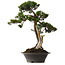 Taxus cuspidata Yamadori, 67 cm, ca. 80 Jahre alt, mit einem Wurzelhals von 14 cm, in einem Topf mit einer Absplitterung am Rand.