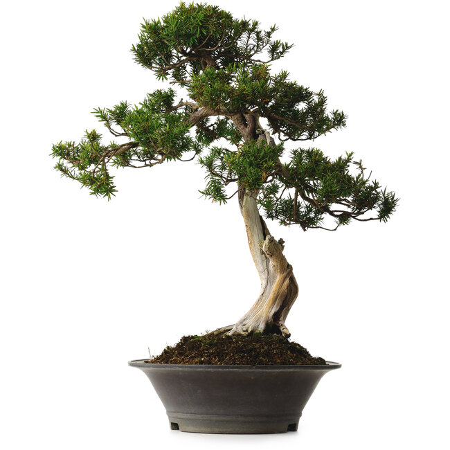 Taxus cuspidata Yamadori, 67 cm, environ 80 ans, avec un nebari de 14 cm, dans un pot dont le bord est ébréché.