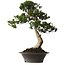 Taxus cuspidata Yamadori, 67 cm, ± 80 años, con un nebari de 14 cm, en una maceta con un desconchón en el borde.