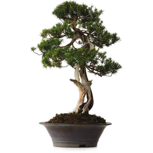 Taxus cuspidata Yamadori, 67 cm, environ 80 ans, avec un nebari de 14 cm, dans un pot dont le bord est ébréché.