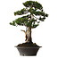 Taxus cuspidata Yamadori, 67 cm, environ 80 ans, avec un nebari de 14 cm, dans un pot dont le bord est ébréché.