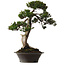 Taxus cuspidata Yamadori, 67 cm, ± 80 jaar oud, met een nebari van 14 cm, in een pot met een beschadiging aan de rand.