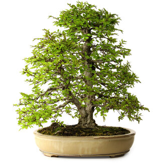 Carpinus coreana, 57 cm, ± 25 años
