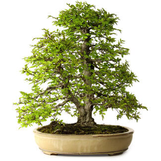 Carpinus coreana, 57 cm, ± 25 jaar oud