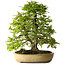 Carpinus coreana, 57 cm, ± 25 años, con un nebari de 16 cm