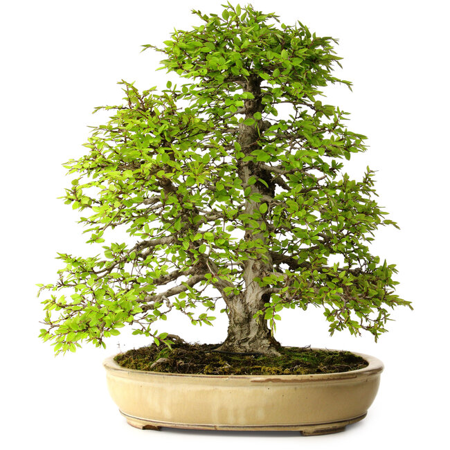 Carpinus coreana, 57 cm, ± 25 años, con un nebari de 16 cm