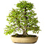 Carpinus coreana, 57 cm, ± 25 años, con un nebari de 16 cm