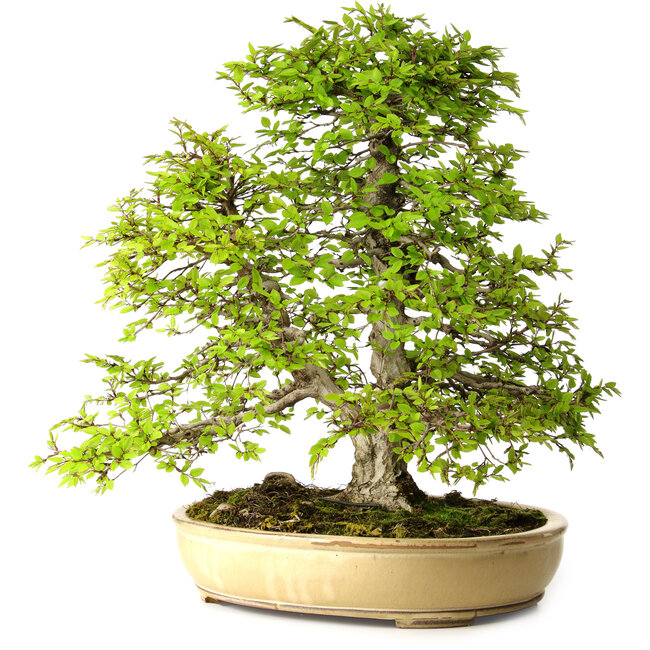 Carpinus coreana, 57 cm, ± 25 anni, con nebari di 16 cm