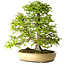 Carpinus coreana, 57 cm, ± 25 Jahre alt, mit einem Nebari von 16 cm