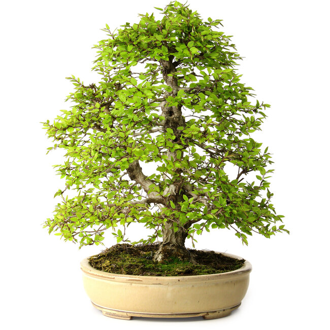 Carpinus coreana, 57 cm, ± 25 años, con un nebari de 16 cm