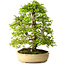Carpinus coreana, 57 cm, ± 25 Jahre alt, mit einem Nebari von 16 cm