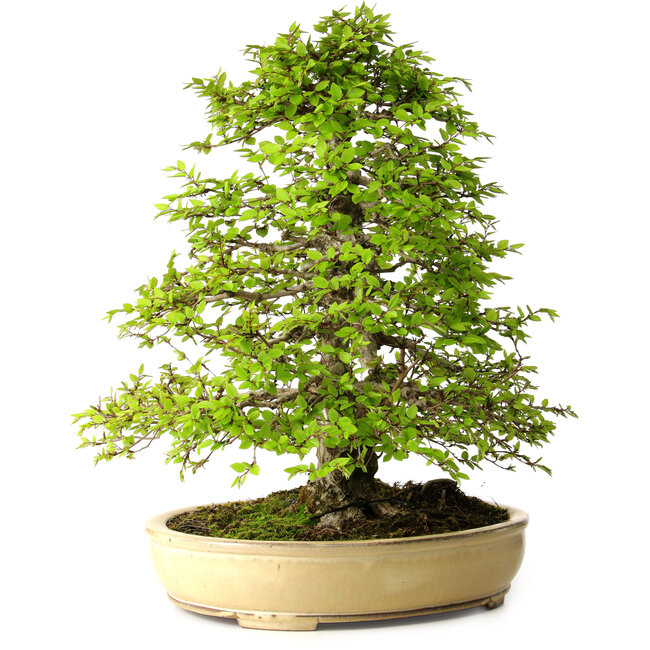 Carpinus coreana, 57 cm, ± 25 años, con un nebari de 16 cm