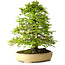 Carpinus coreana, 57 cm, ± 25 anni, con nebari di 16 cm