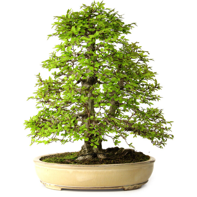 Carpinus coreana, 57 cm, ± 25 anni, con nebari di 16 cm