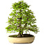 Carpinus coreana, 57 cm, ± 25 Jahre alt, mit einem Nebari von 16 cm