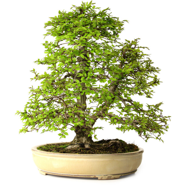 Carpinus coreana, 57 cm, ± 25 años, con un nebari de 16 cm