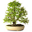 Carpinus coreana, 57 cm, ± 25 años, con un nebari de 16 cm