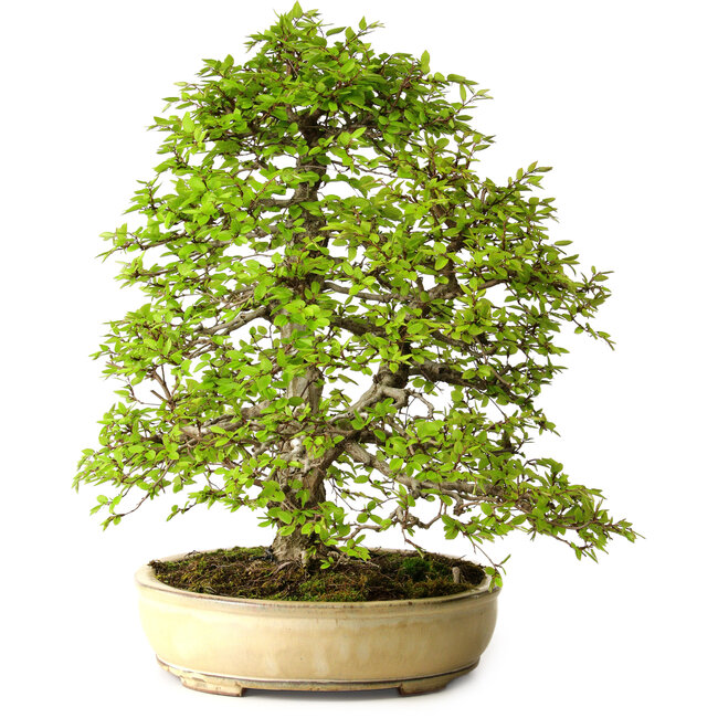 Carpinus coreana, 57 cm, ± 25 anni, con nebari di 16 cm
